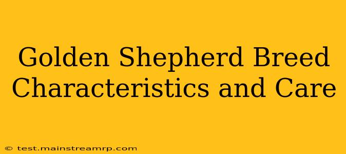 Golden Shepherd Breed Characteristics and Care