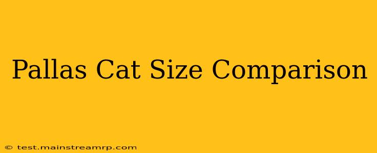 Pallas Cat Size Comparison