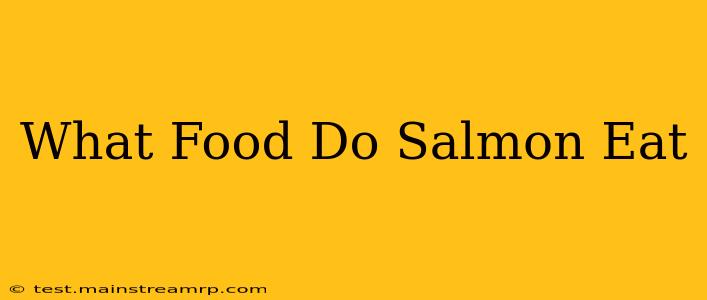 What Food Do Salmon Eat